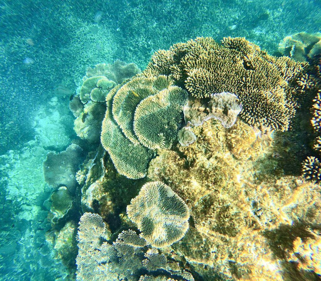 coral watch 1